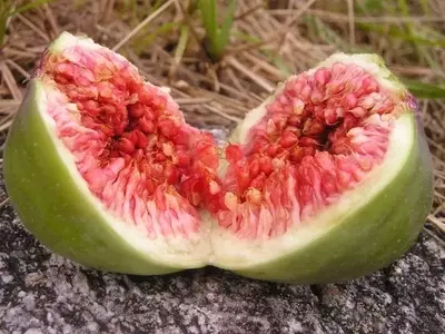 Guía Práctica para la Germinación de Semillas de Higo