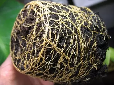 Identificando y Previniendo la Pudrición de Raíces en Plantas