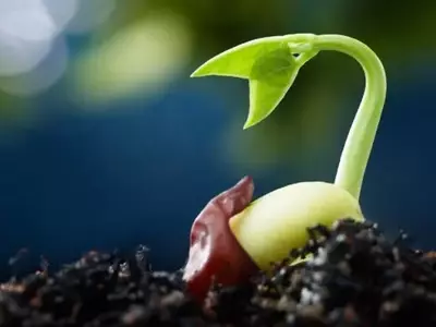 Estratificación de Semillas: Guía Completa para una Germinación Exitosa