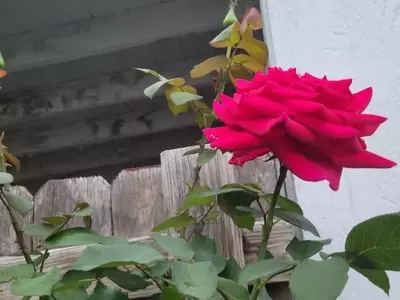 Guía Completa para el Cultivo de la Rosa 'Mister Lincoln'