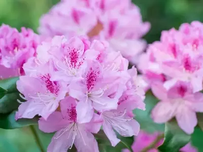 El Arte de Podar Rododendros: Guía Completa para un Jardín Vibrante