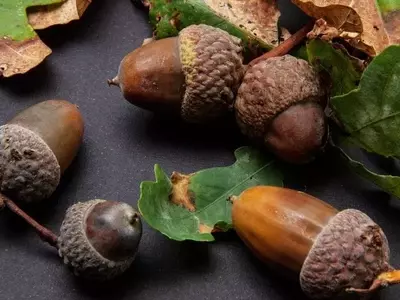 Todo sobre las Bellotas de Roble: Características y Siembra Exitosa