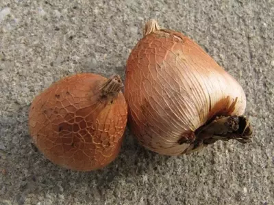 Cultivando Bulbos Florales en Macetas: Una Guía Completa para Jardineros Urbanos