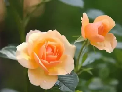 Gu￭a Esencial para la Fertilización Floral y una Floración Exuberante