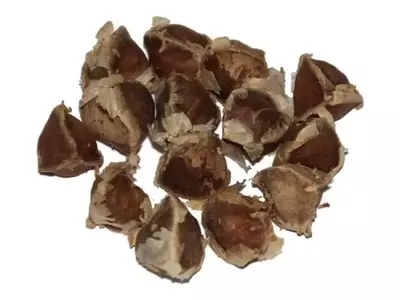 Dominando el Arte de la Germinación de Semillas para un Jardín Exitoso
