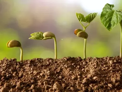 Guía Completa para la Germinación de Semillas en Papel Absorbente