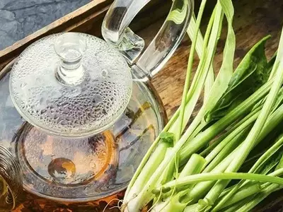 Plantago major: Propiedades, Usos y Cultivo de esta Versátil Hierba Medicinal