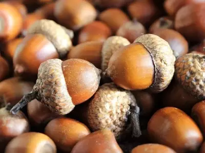 Guía Completa para la Germinación de Bellotas y el Cultivo de Robles