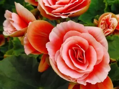 Domina el Arte del Cuidado de Plantas de Interior: Guía Completa para el Éxito Botánico