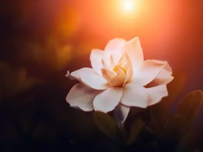 La Gardenia: Belleza, Fragancia y Cuidados Esenciales