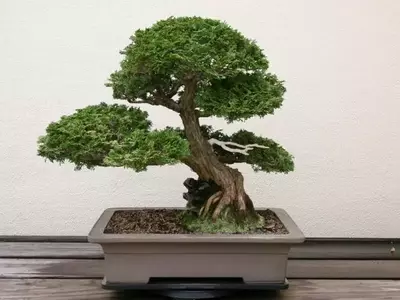 El Arte de Crear un Bonsái desde una Semilla: Un Viaje de Paciencia y Dedicación