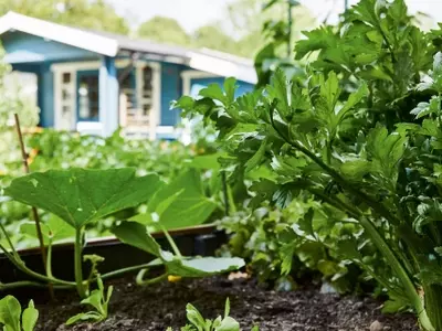 Guía Completa para Crear y Mantener Hermosos Parterres en Tu Jardín