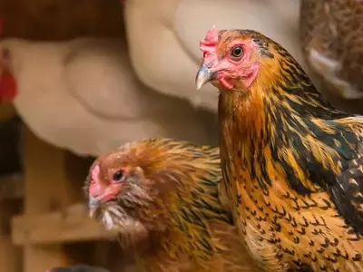 Guía Completa para la Construcción de un Gallinero Doméstico Funcional