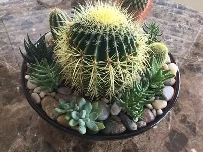 Creación y Cuidado de Jardines en Miniatura: Guía Completa