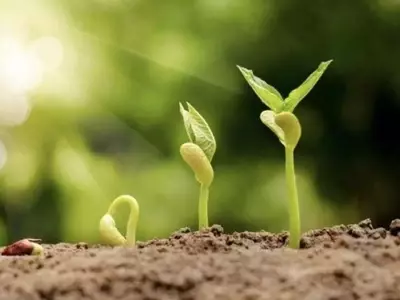 Guía Definitiva para Estimular el Crecimiento Acelerado de Tus Plantas
