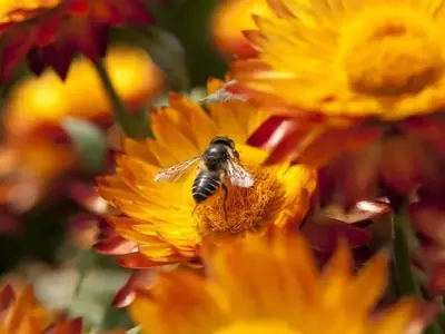 Potencia la Vitalidad de tu Suelo: Estrategias para un Jardín Floreciente y Saludable