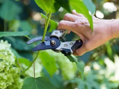 Dominando la Propagación de Hortensias por Esquejes