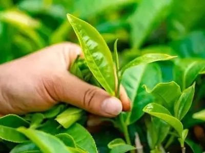 Optimización del Cultivo de Té: Un Enfoque Sostenible en Ecosistemas Forestales