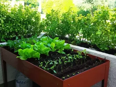 Creando un Jardín Urbano: Guía Completa para tu Propio Cultivo en Casa