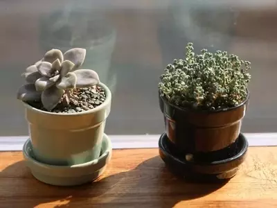 Optimizaci￳n del Drenaje en Macetas para un Jardín Saludable