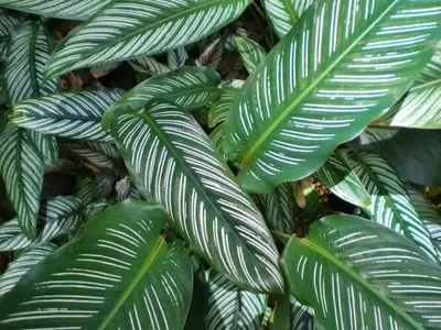 Secretos para Hojas Radiantes: Una Guía Completa de Limpieza Vegetal