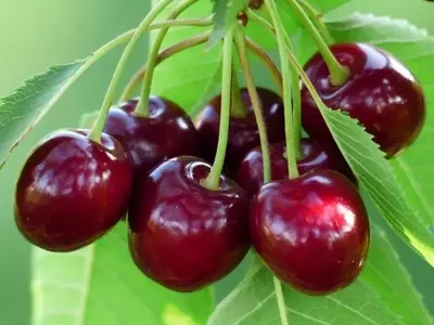 Cultivo de Cerezos desde Semillas: Guía Completa