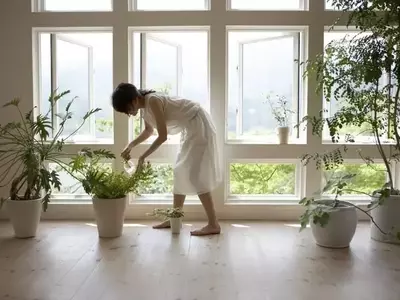 Guía Definitiva para el Cuidado y Limpieza de Plantas de Interior