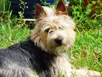 Armonía Canina y Vegetal: Claves para un Jardín Compatible con Perros