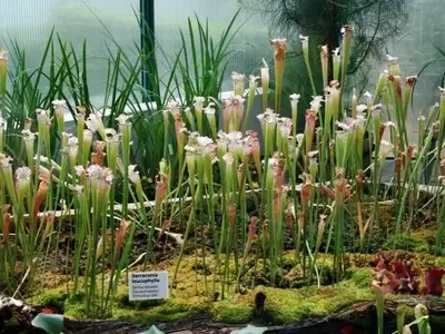 Optimización del Espacio: Claves para la Disposición Ideal de tus Plantas