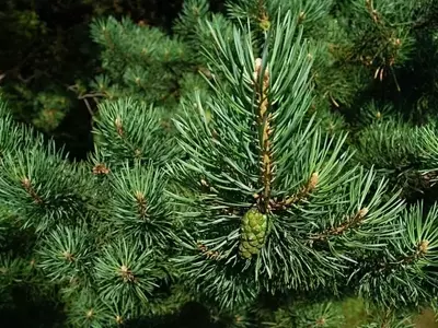 Guía Definitiva para el Cuidado y Salud de tus Plantas
