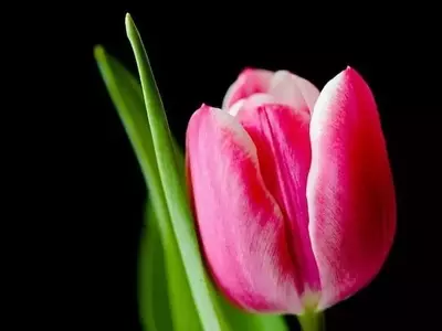 Guía Completa para el Cuidado de Plantas Bulbosas de Otoño