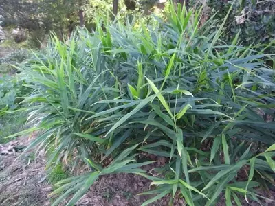 Guía Completa para Cultivar Jengibre en Casa