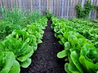 Cómo Establecer y Mantener un Jardín Doméstico Exitoso