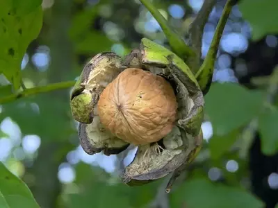 Guía Definitiva para el Cultivo Exitoso del Nogal: De la Siembra a la Cosecha