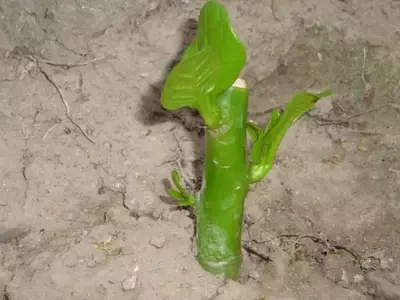 Dominando el Arte del Esqueje: Guía Completa para Reproducir Plantas