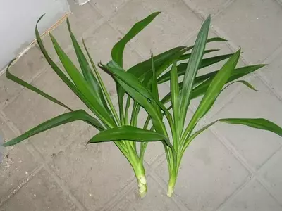 La Guía Definitiva para Multiplicar Tus Plantas por Esquejes: Cuándo y Cómo Hacerlo