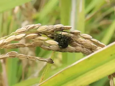 Detectando y Manejando Enfermedades Virales en Plantas: Una Guía Completa