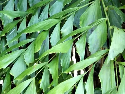 Descubre la Palmera Cola de Pez: Guía Completa de Cuidados y Cultivo