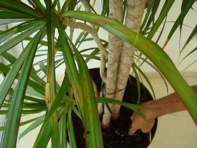 Identificando y Combatiendo las Afecciones en Plantas de Jardín