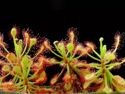 Guía Completa para el Cultivo Exitoso de Droseras: El Rocío del Sol en Tu Hogar