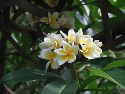 Descubre los Secretos de la Plumeria Rubra: Guía Completa de Cuidado y Cultivo