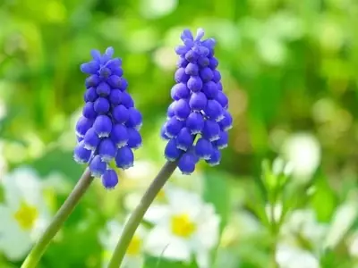 El Muscari: Una Joya Floral para su Jardín, Fácil de Cultivar y Cuidar