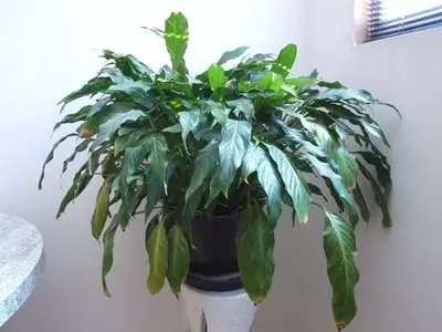 Detecta y Recupera Plantas de Interior Afectadas por el Frío