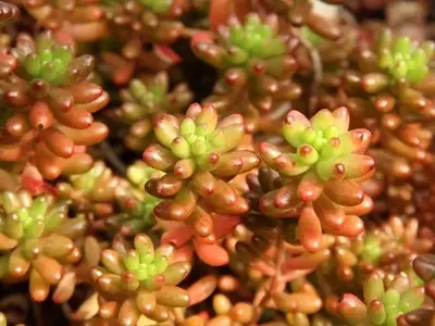 Guía Completa para el Cuidado de Plantas Suculentas