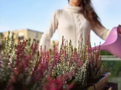 Guía Definitiva para el Riego de Flores Durante el Invierno: Mantén tus Plantas Saludables y Vibrantes