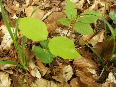 Guía Completa para la Propagación del Haya (Fagus sylvatica)