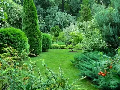 Guía Definitiva para el Cultivo Exitoso de Arbustos en su Jardín