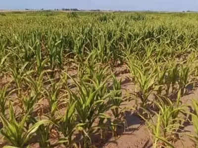 Innovación Agrícola: Yeso Revitaliza Suelos Salinos y Potencia Cosechas de Trigo y Maíz