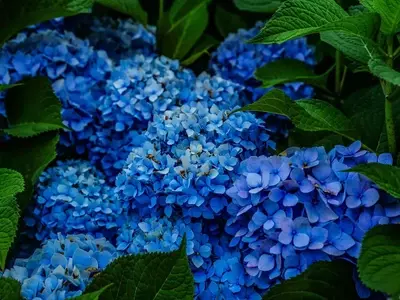 Secretos de la Poda Otoñal de Hortensias para una Floración Espléndida