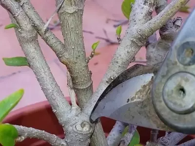 Guía Definitiva para la Poda Exitosa del Hibisco